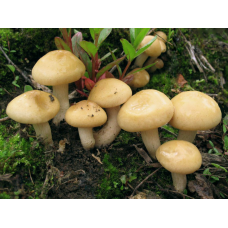Мицелий Чешуйчатки ранней / Полевка ранняя (Agrocybe praecox) Мицелий Чешуйчатки ранней / Полевка ранняя (Agrocybe praecox)
